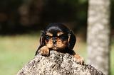 CAVALIER KING CHARLES 591
